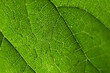 © Cavan Images - Full frame shot of green leaf