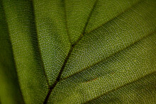 Close-up Of Green Textured Leaf