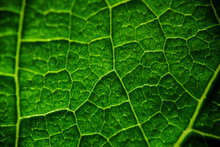 Close-up Of Leaf