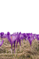 Wall Mural - Violet saffron crocus flowers texture isolated PNG photo with transparent background