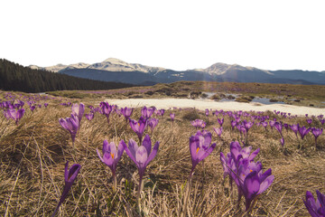 Wall Mural - Crocus meadow with melting snow and mountain woods isolated PNG photo with transparent background