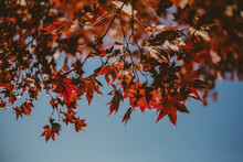 Low Angle View Of Maple Leaves On Branches Against Clear Sky