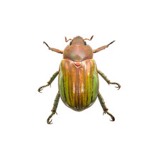Close-up Of Beetle Over White Background