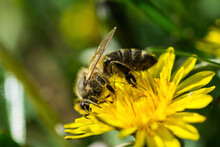 Close-up Of Honey Bee Pollinating On Yellow Flower