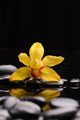 Poster - spa and zen concept ,yellow orchid, close up with black zen stones