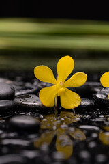 Poster - spa and zen concept ,yellow orchid, close up ,green leaves with black zen stones