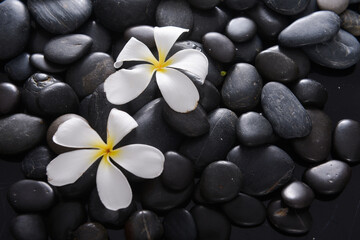 Wall Mural - Two white plumeria flowers on the black stone background . Relax and spa treatment symbol