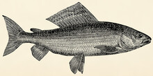 The Freshwater Fish - Grayling (Thymallus Vulgaris). Antique Stylized Illustration.