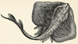 The fish -  thornback ray (Raja clavata). Antique stylized illustration.