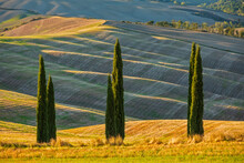 Italy, Tuscany,Row Of Cypress Trees With Rolling Landscape In Background
