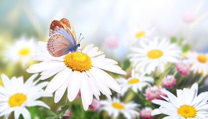 Aufkleber - Wild flowers of chamomile in a meadow on sunny nature spring background. Summer scene with butterfly and camomile flower in rays of sunlight. Close-up or macro