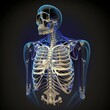 Rib cage anatomy 3D Illustration with wire frame skeleton autopsy master biology ribs mri ct health check medical examination golden thews skull standing position man x-ray body Generative AI 