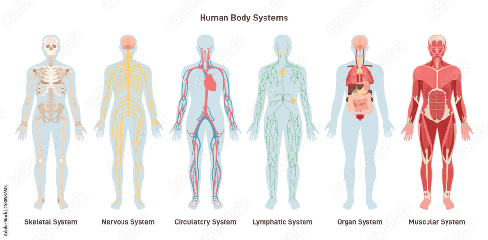 Human body systems set. Anatomical educational banner. Cardiovascular,