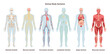© inspiring.team - Human body systems set. Anatomical educational banner. Cardiovascular,