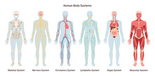 Human Body Systems Set. Anatomical Educational Banner. Cardiovascular,