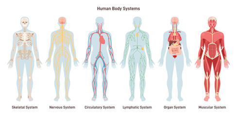 human body systems set. anatomical educational banner. cardiovascular,