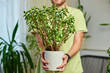 © bondarillia - Man gardener hold in hand Crassula pot at home, taking care of houseplants