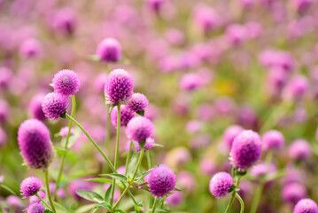 Wall Mural - Close up of beautiful pink flower blooming in garden in spring nature background