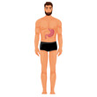 © tamatus_art - Stomach in human body illustration