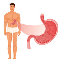 Stomach inside with human body