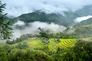 Wall Mural - Phung village, Hoang Su Phi district, Ha Giang province, Vietnam - Enjoy the beautiful scenery of Phung village, Hoang Su Phi district, Vietnam from above during the rice ripening