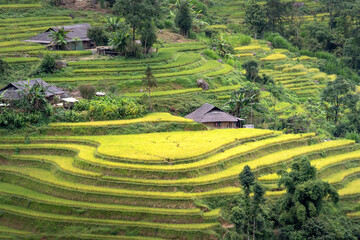 Wall Mural - Phung village, Hoang Su Phi district, Ha Giang province, Vietnam - Enjoy the beautiful scenery of Phung village, Hoang Su Phi district, Vietnam from above during the rice ripening