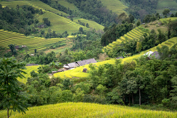 Wall Mural - Phung village, Hoang Su Phi district, Ha Giang province, Vietnam - Enjoy the beautiful scenery of Phung village, Hoang Su Phi district, Vietnam from above during the rice ripening