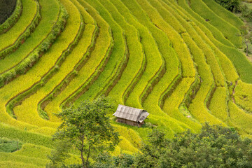 Wall Mural - Phung village, Hoang Su Phi district, Ha Giang province, Vietnam - Enjoy the beautiful scenery of Phung village, Hoang Su Phi district, Vietnam from above during the rice ripening