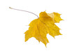Autumn dry yellow maple leaf. Isolated on a white background