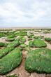 Low Tide, East Anglia coast, England, UK. A view of the sandy beach out to the cloudy but calm North Sea horizon littered with seaweed covered rocks.
