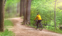 A Man In A Yellow Jacket Rides A Bicycle On A Forest Path On A Spring Day. A Rear View Of A Man, A Healthy Lifestyle And Outdoor Walks.