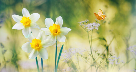 Poster - Beautiful flowers daffodils in spring summer in tall wild grass and orange butterfly in nature outdoors with beautiful bokeh.