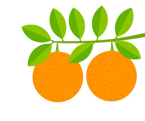 Wall Mural - oranges fruits on the branch. orange tree.