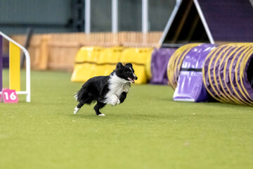 Energetic dog during an agility competition, showcasing agility, speed, and determination. Dog sport.