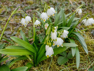 Wall Mural - Spring snowflake in Romania. Leucojum vernum