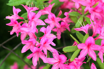 Fotomurales - Pink flowers of Rhododendron indicum, close-up photo