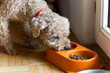 Close up of cute fluffy poodle miniature at home eating doggy food