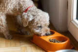 Fototapeta Miasto - Close up of cute fluffy poodle miniature at home eating doggy food