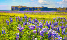 Iceland Blooming Icelandic Purple Lupin Flower Field,  Cornered (angular) Mountains Formations In The Background - Iceland