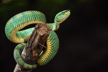 Close Up Of A Snake