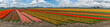 Tulip flower bulb field in field, panorama spring season in Lisse near Amsterdam Netherlands