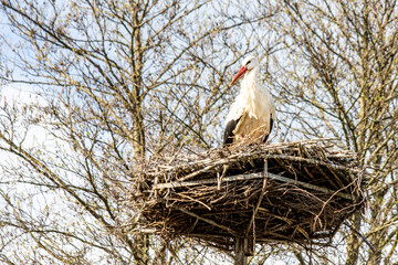 Stork standing in the nest 