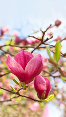 Wall Mural - Beautiful blooming pink magnolia tree on spring day. Selective focus