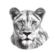 Adult lioness portrait hand drawn sketch illustration, Wild animals
