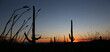 The sunset just outside of Tuscon, Arizona showcasing silhouettes of saguro cacti and other vegetation.