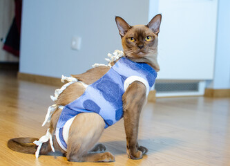 Postoperative bandage on a burmese cat. Home care of a pet after a cavitary operation (sterilization). Post-operative Care. Pet sterilization concept. Adorable female cat in special suit bandage 