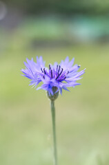 Wall Mural - flower in the garden