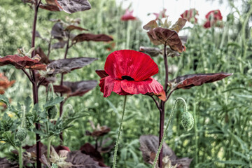 Wall Mural - red flowers