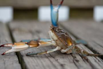 A Blue Crab Raising It's Claw In The Air. Louisiana 2023.