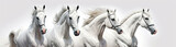 Fototapeta  - A flock of white Arabian running horses on a white background. Generative AI